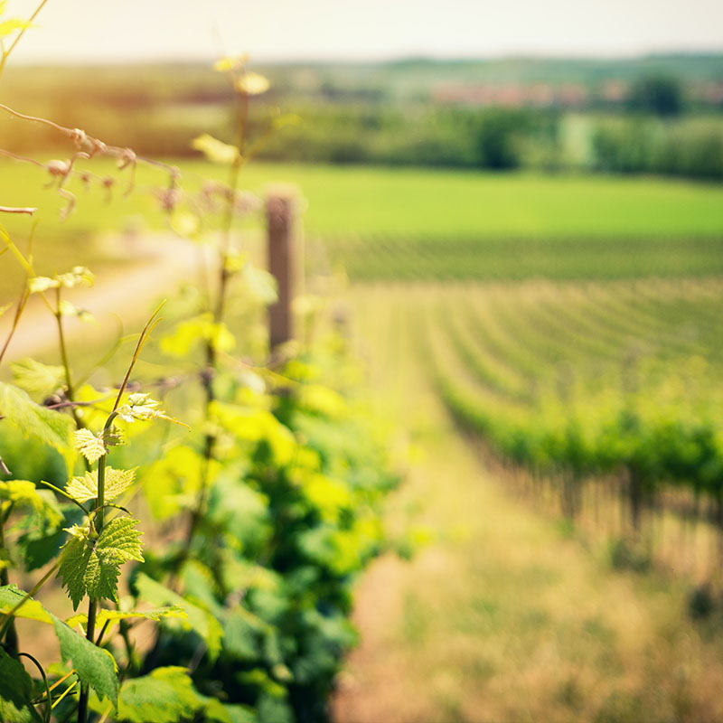 footerphoto-wine-002